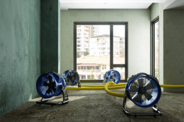 Best Mold removal after water damage  in Wabash, IN